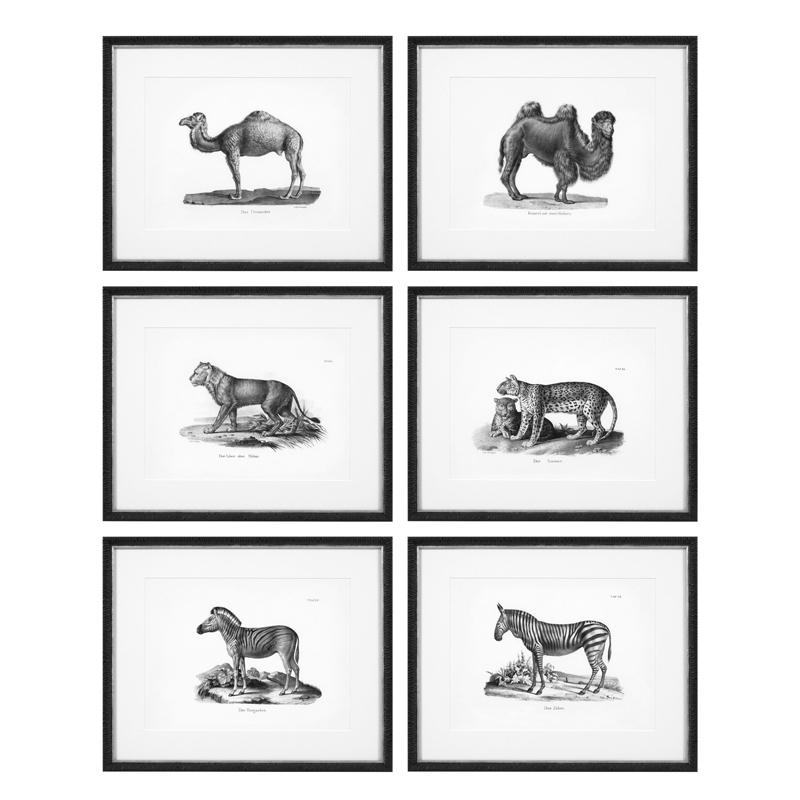 Комплект постеров Eichholtz Prints Historical Animals set of 6 Черный Черно-белый в Санкт-петербурге | Loft Concept 