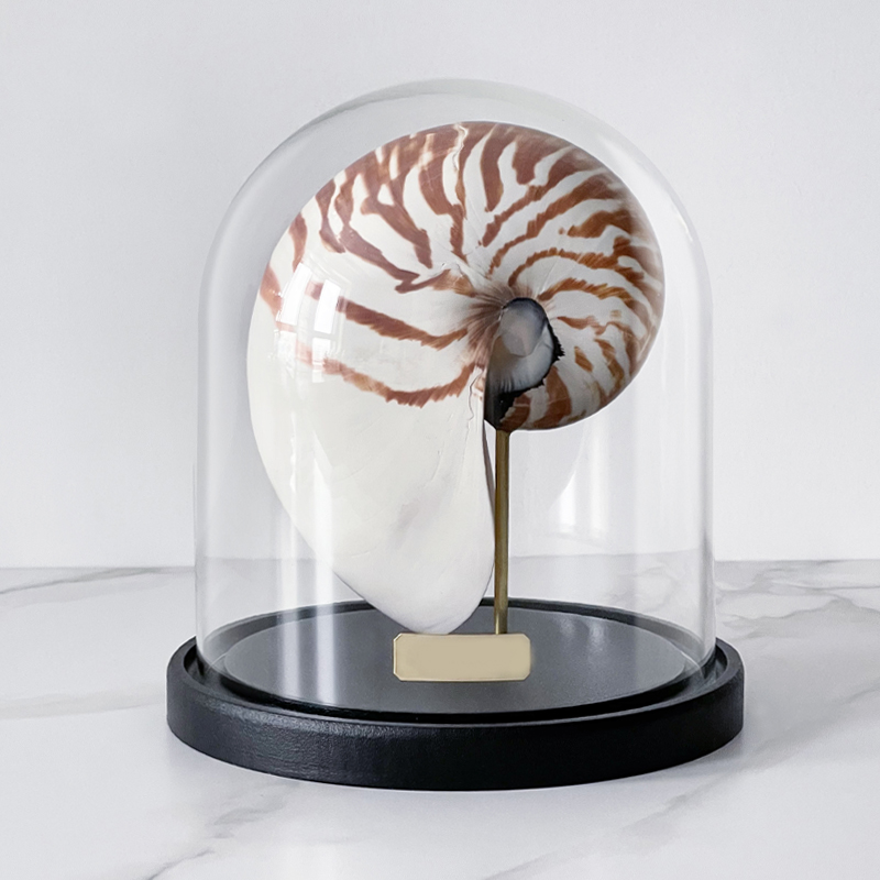 Статуэтка Nautilus Pompilius Glass Cloche  в Санкт-петербурге | Loft Concept 