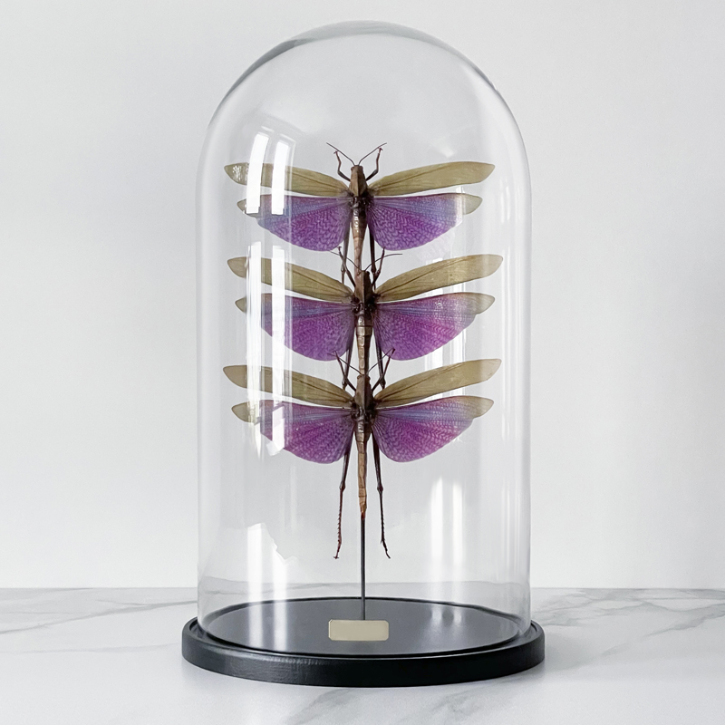 Статуэтка 3 Grasshoppers Titanacris Albipes Glass Cloche  в Санкт-петербурге | Loft Concept 