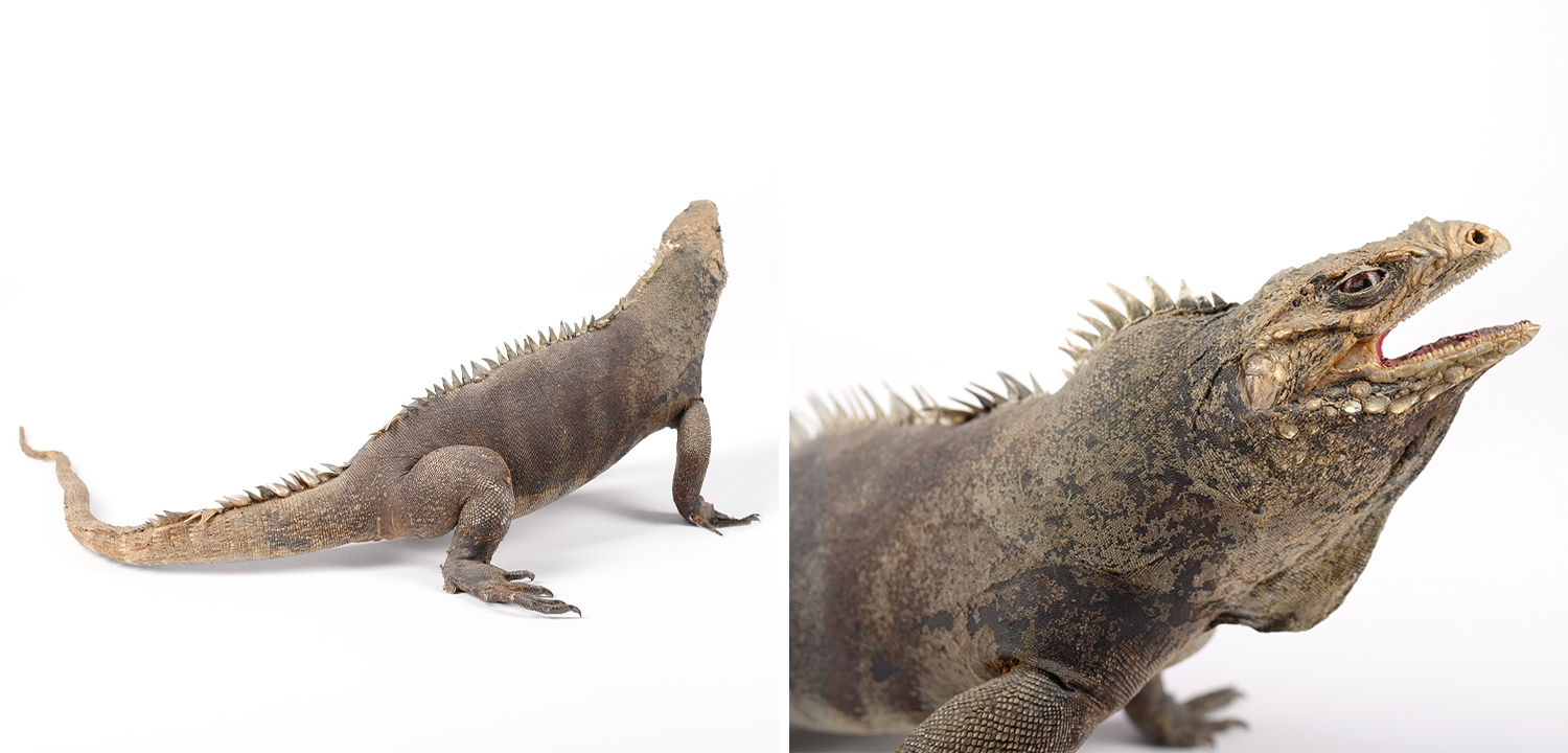 Декоративная фигура Игуана. Чучело - фото