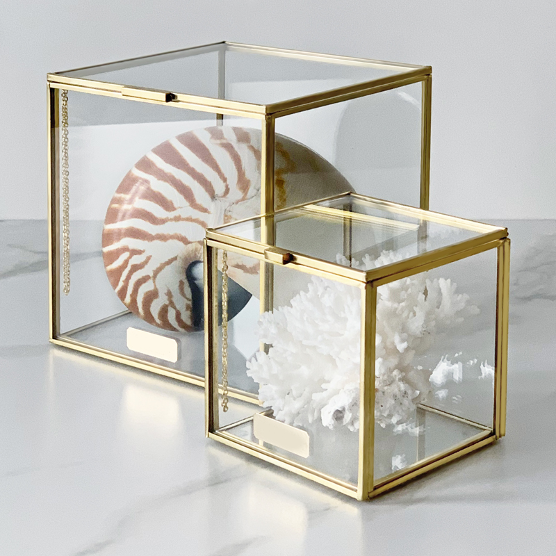 Комплект статуэток Natural Coral & Nautilus Pompilius Glass Box  в Санкт-петербурге | Loft Concept 