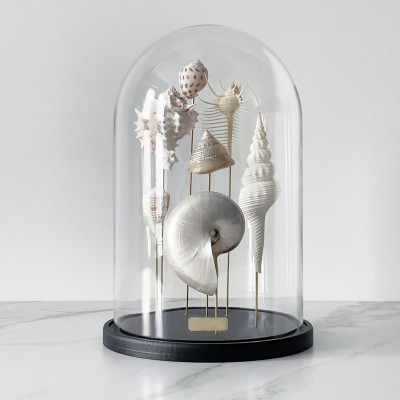 Статуэтка Shell Collection Glass Cloche 1  в Санкт-петербурге | Loft Concept 