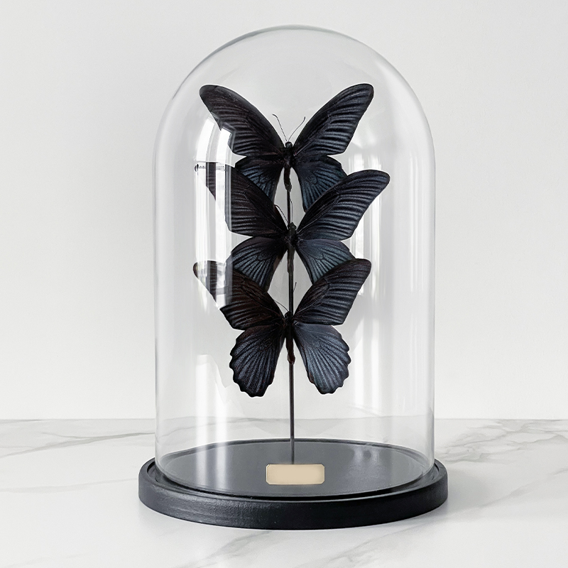 Статуэтка 3 Butterflies Papilio Memnon Glass Cloche  в Санкт-петербурге | Loft Concept 