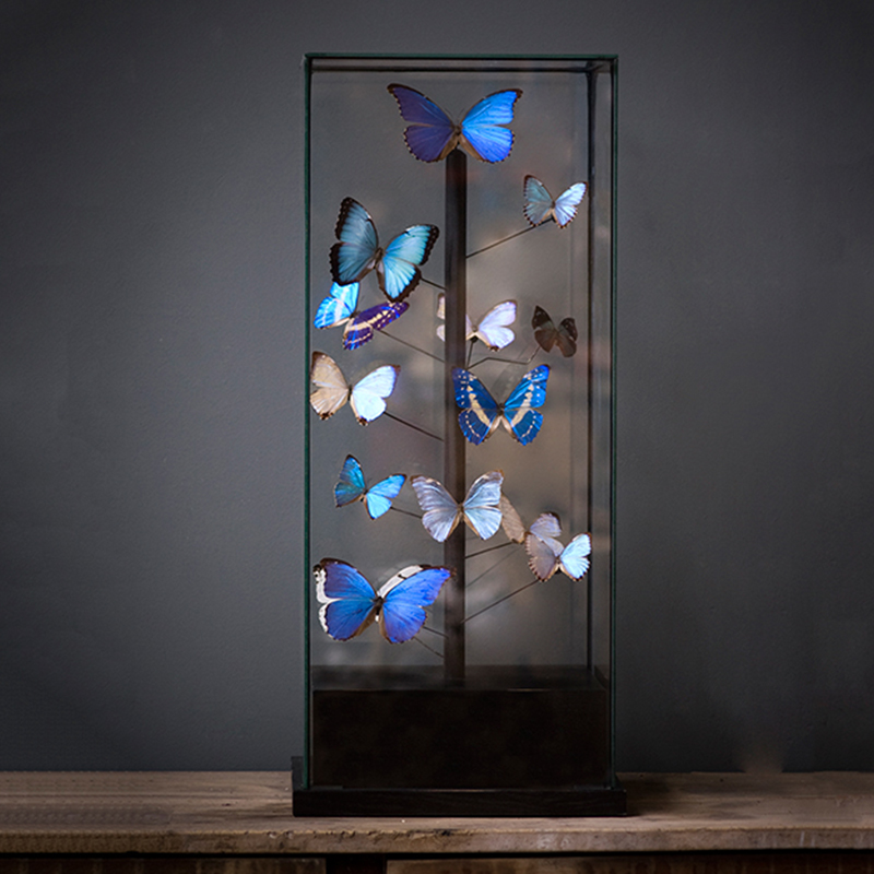 Статуэтка 14 Blue Butterflies Morphos Glass Box  в Санкт-петербурге | Loft Concept 