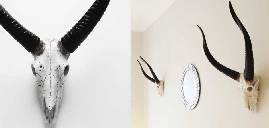 Череп антилопы с черными рогами - Loft-Concept в Санкт-петербурге