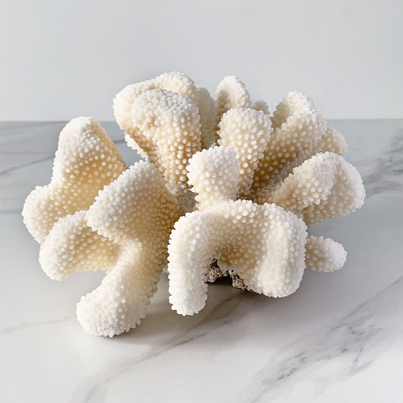 Статуэтка White Cauliflower Coral  в Санкт-петербурге | Loft Concept 