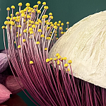 Статуэтка фантастический фрукт Exotic Tropical Fruit orange and white 67 варинант исполнения - 2 | Loft Concept в Санкт-петербурге