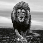 Книга Beusker. Look into my Eyes варинант исполнения - 7 | Loft Concept в Санкт-петербурге