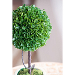 Декоративный искусственное растение Single boxwood варинант исполнения - 7 | Loft Concept в Санкт-петербурге