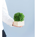 Декоративный искусственное растение Square boxwood варинант исполнения - 7 | Loft Concept в Санкт-петербурге