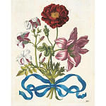 Книга цветов 22 постера Maria Sibylla Merian: 22 Pull-Out Posters варинант исполнения - 3 | Loft Concept в Санкт-петербурге