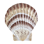 Фигурка из фарфора в виде ракушки морского гребешка Marine Tridacna варинант исполнения - 1 | Loft Concept в Санкт-петербурге