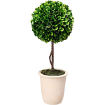 Декоративный искусственное растение Single boxwood варинант исполнения - 1 | Loft Concept в Санкт-петербурге