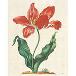 Книга цветов 22 постера Maria Sibylla Merian: 22 Pull-Out Posters варинант исполнения - 5 | Loft Concept в Санкт-петербурге