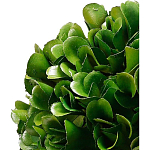 Декоративный искусственное растение Square boxwood варинант исполнения - 2 | Loft Concept в Санкт-петербурге