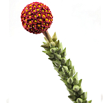 Статуэтка тропический фрукт  Tropical Fruit High Orange варинант исполнения - 2 | Loft Concept в Санкт-петербурге