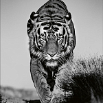 Книга Beusker. Look into my Eyes варинант исполнения - 6 | Loft Concept в Санкт-петербурге