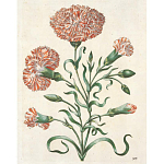 Книга цветов 22 постера Maria Sibylla Merian: 22 Pull-Out Posters варинант исполнения - 4 | Loft Concept в Санкт-петербурге