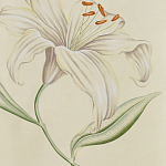 Обои ручная роспись Lilium Special Colourway on Ivory dyed silk варинант исполнения - 2 | Loft Concept в Санкт-петербурге