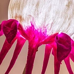 Торшер фуксия «Цветы из снов»  варинант исполнения - 4 | Loft Concept в Санкт-петербурге