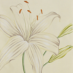 Обои ручная роспись Lilium Special Colourway on Ivory dyed silk варинант исполнения - 1 | Loft Concept в Санкт-петербурге
