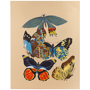 Картина Бабочки The Beauty of Butterflies