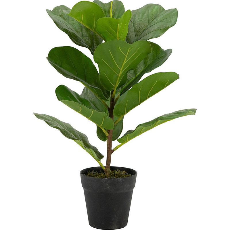 Декоративный искусственное растение Ficus broadleaf Зеленый Бежевый Коричневый Черный в Санкт-петербурге | Loft Concept 