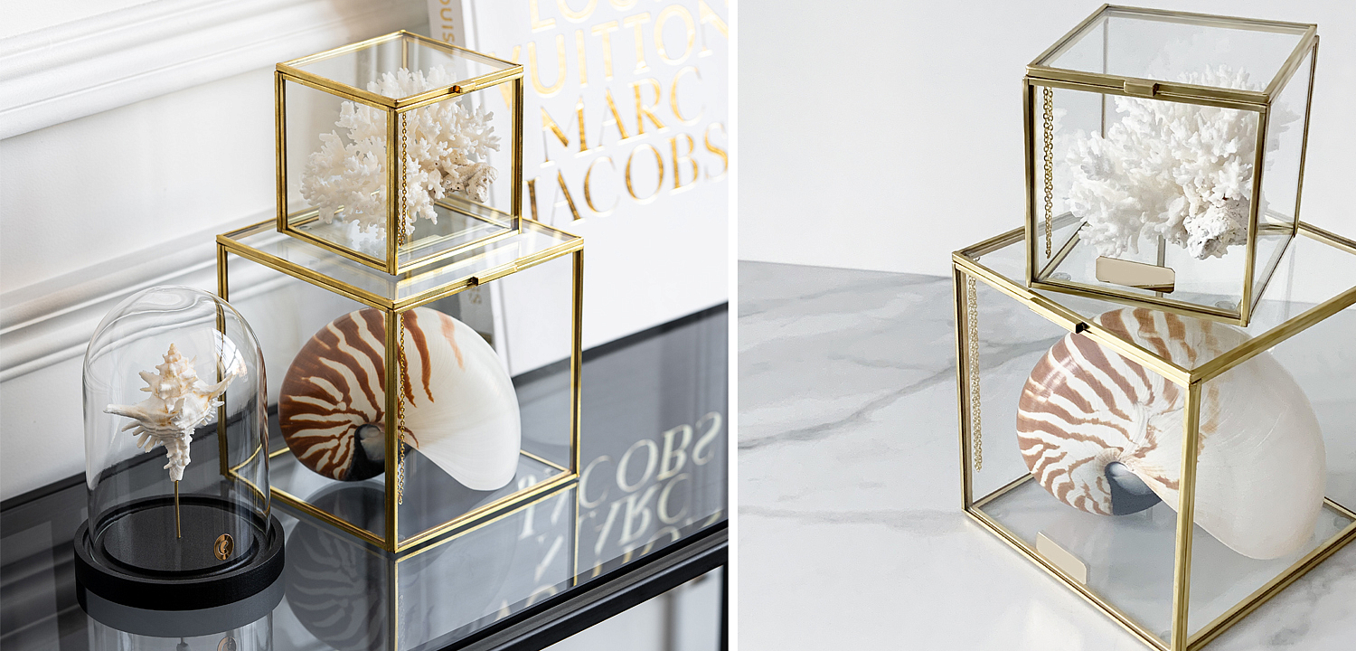 Комплект статуэток Natural Coral & Nautilus Pompilius Glass Box Комплект статуэток Natural Coral & Nautilus Pompilius Glass Box - Loft-Concept в Санкт-петербурге