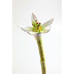 Статуэтка тропический фрукт Pandora Tropical Fruit Orange Two Flowers варинант исполнения - 3 | Loft Concept в Санкт-петербурге