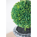 Декоративный искусственное растение Double boxwood варинант исполнения - 6 | Loft Concept в Санкт-петербурге