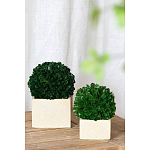 Декоративный искусственное растение Square boxwood варинант исполнения - 4 | Loft Concept в Санкт-петербурге