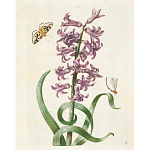 Книга цветов 22 постера Maria Sibylla Merian: 22 Pull-Out Posters варинант исполнения - 2 | Loft Concept в Санкт-петербурге