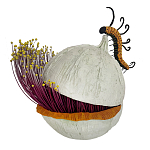 Статуэтка фантастический фрукт Exotic Tropical Fruit orange and white 67 варинант исполнения - 4 | Loft Concept в Санкт-петербурге