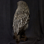 Чучело Совы таксидермия варинант исполнения - 4 | Loft Concept в Санкт-петербурге