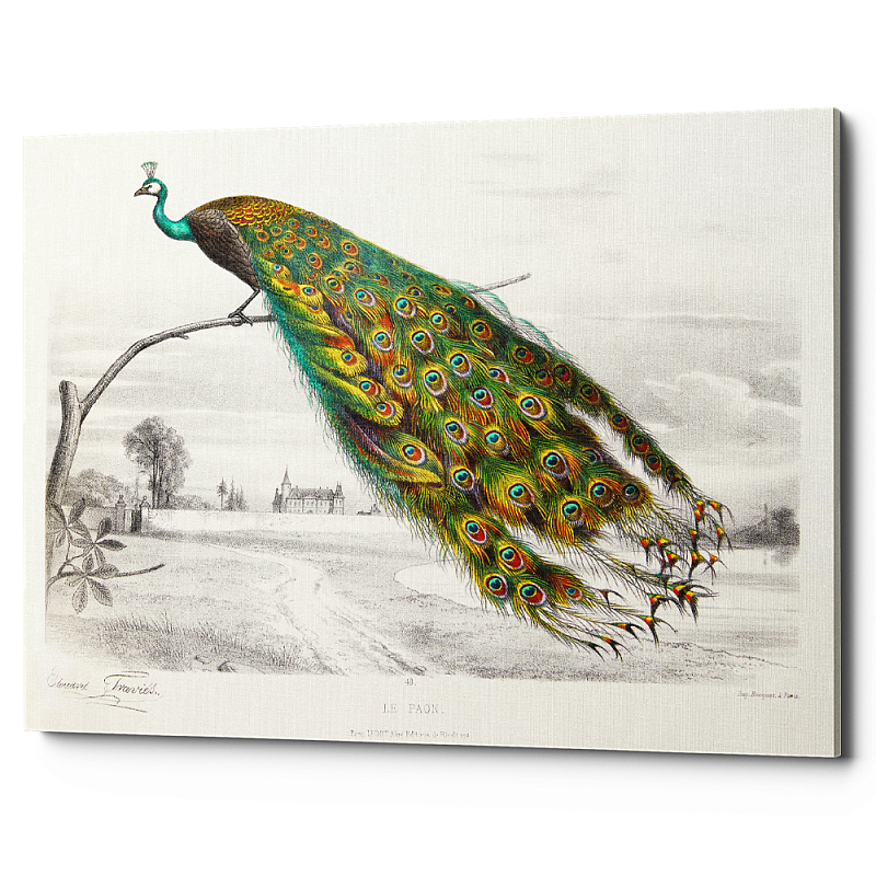 Постер на холсте с изображением павлина на ветке Majestic Peacock on a Tree Poster Белый Мульти в Санкт-петербурге | Loft Concept 