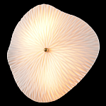 Бра в форме лепестка с рельефной текстурой FLOW варинант исполнения - 1 | Loft Concept в Санкт-петербурге