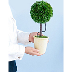 Декоративный искусственное растение Single boxwood варинант исполнения - 8 | Loft Concept в Санкт-петербурге