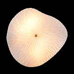 Бра в форме лепестка с рельефной текстурой FLOW варинант исполнения - 3 | Loft Concept в Санкт-петербурге