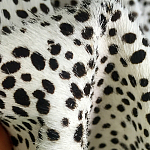 Мебельная ткань Искусственный мех  белый леопард 90 см T5-3 варинант исполнения - 3 | Loft Concept в Санкт-петербурге