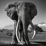 Книга Beusker. Look into my Eyes варинант исполнения - 5 | Loft Concept в Санкт-петербурге