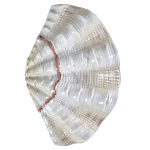 Фигурка из фарфора в виде одной створки ракушки Marine Tridacna варинант исполнения - 1 | Loft Concept в Санкт-петербурге