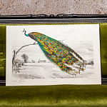 Постер на холсте с изображением павлина на ветке Majestic Peacock on a Tree Poster варинант исполнения - 4 | Loft Concept в Санкт-петербурге