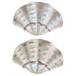 Фигурка из фарфора в виде одной створки ракушки Marine Tridacna варинант исполнения - 2 | Loft Concept в Санкт-петербурге